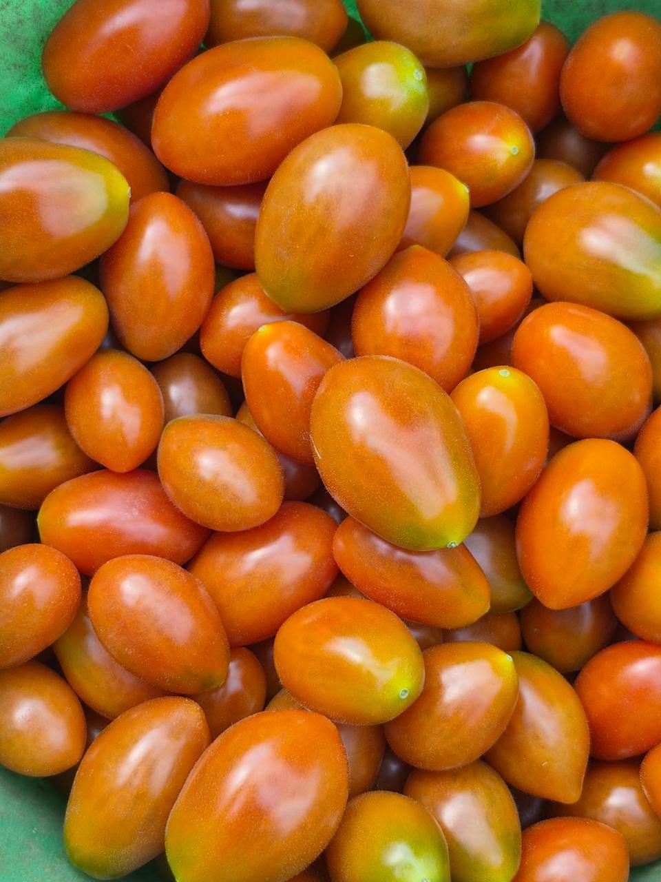Ripe organic grape tomatoes