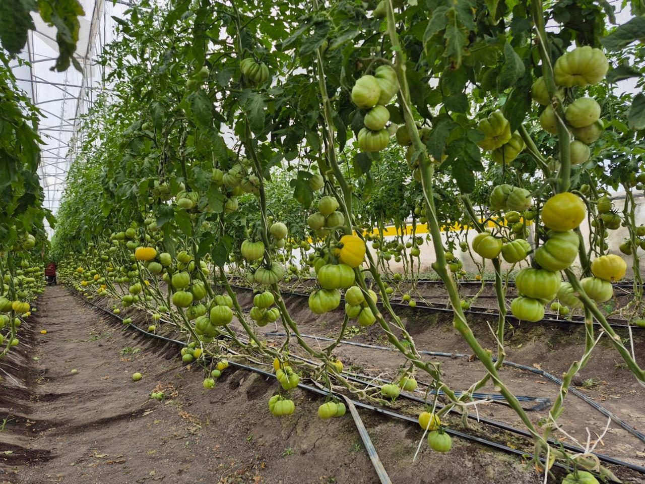 Tomato plants setting fruit in a greenhouse