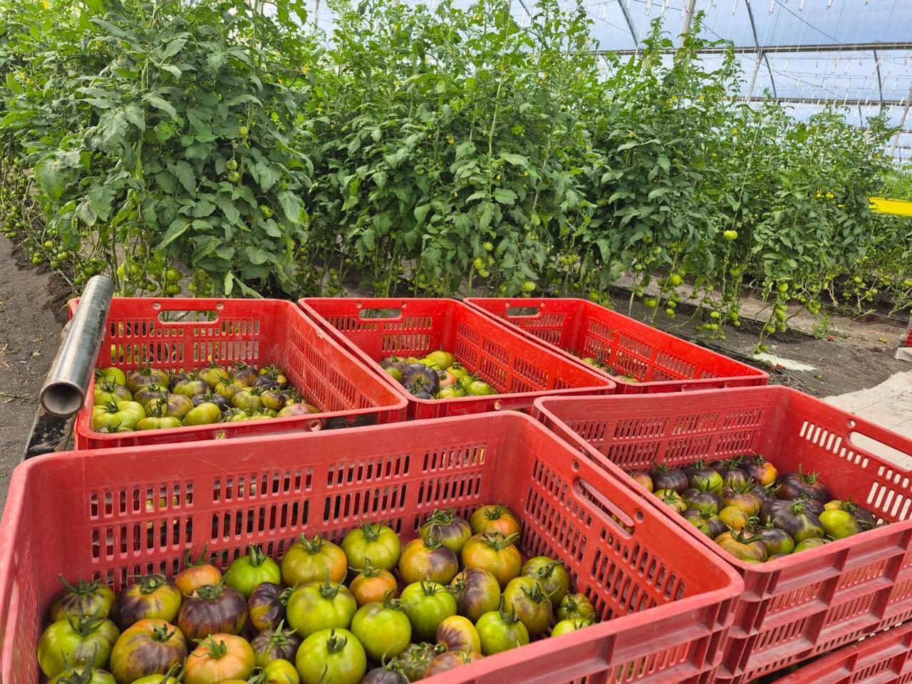 Harvest crates of heirloom tomatoes in the greenhouse