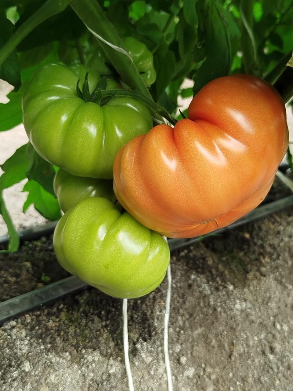Orange and green heirloom tomatoes on the vine