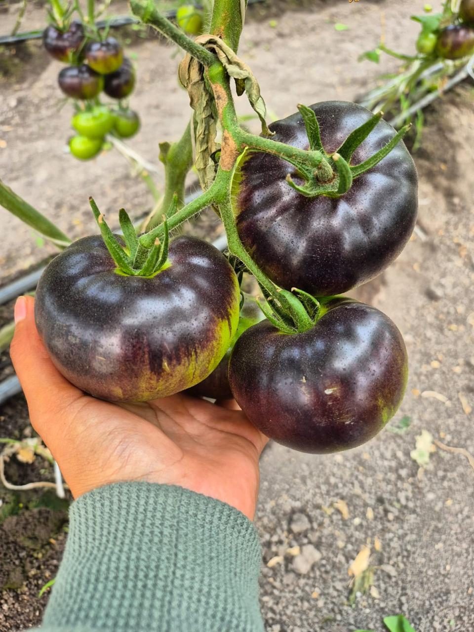 Purple heirloom tomatoes held in hand
