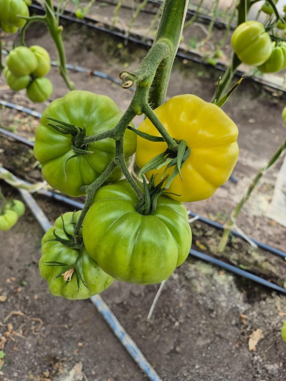 Yellow and green heirloom tomatoes on the vine