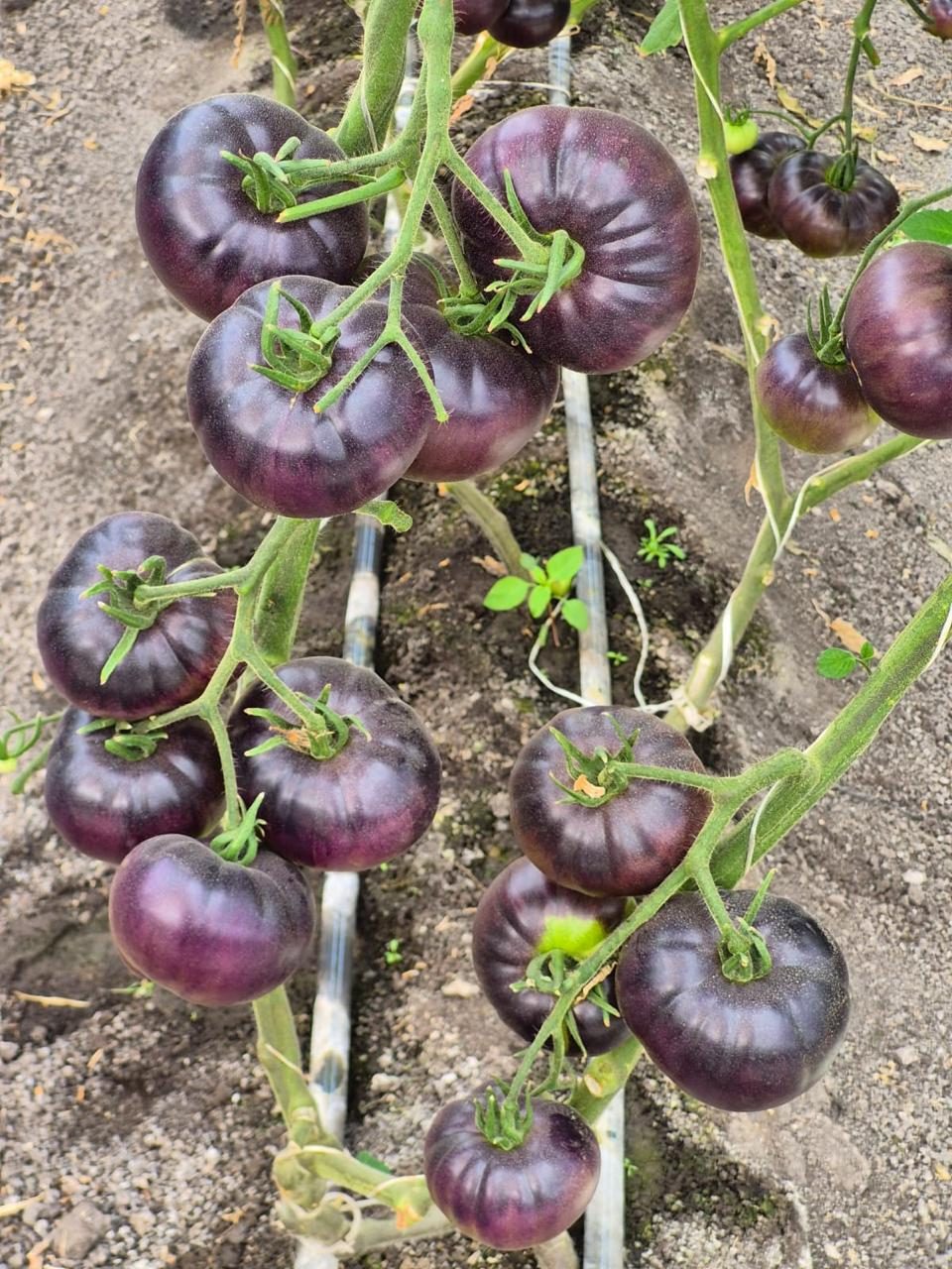 Clusters of purple heirloom tomatoes on the vine