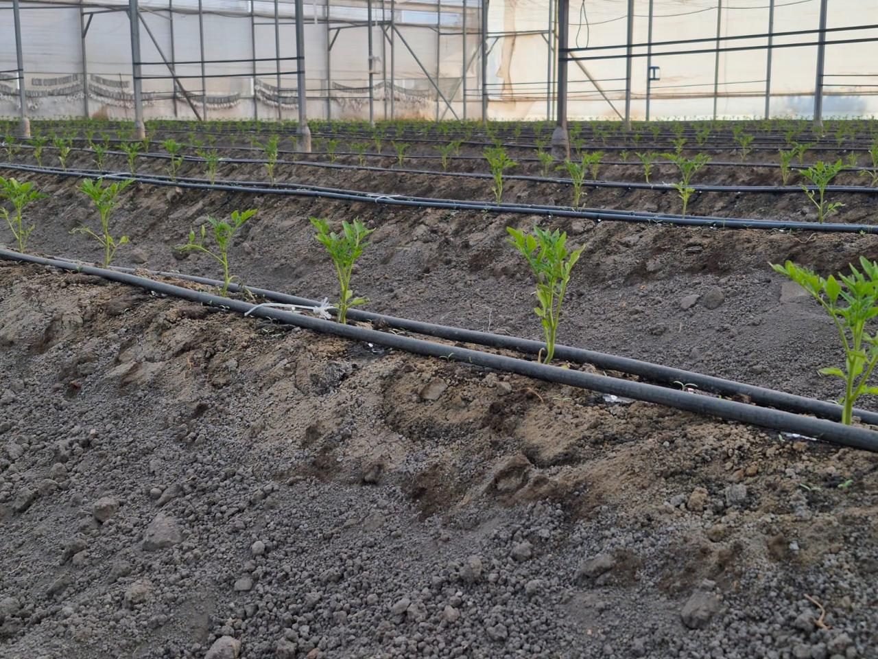 Young tomato plants on drip lines