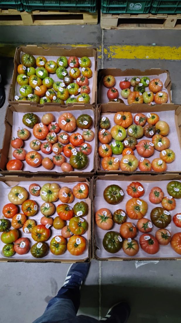 Cases of loose organic heirloom tomatoes with Jovita Fresh PLU stickers