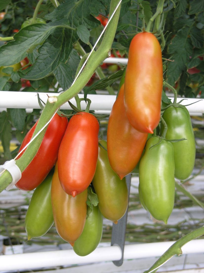 San Marzano tomatoes on the vine